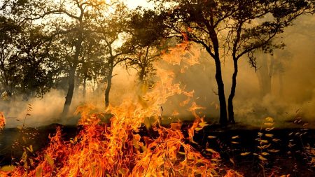 اليونان توقف 281 شخصًا منذ بداية العام الجاري للاشتباه في تورطهم في اندلاع حرائق