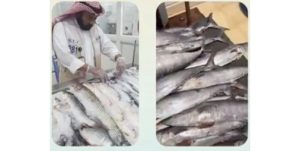 هيئة الغذاء: إتلاف 204 كيلوغرامات من الأسماك غير الصالحة في العاصمة
