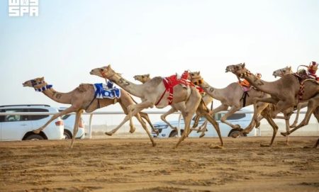 سباق الهجانة ينطلق غداً في مهرجان ولي العهد بميدان الطائف