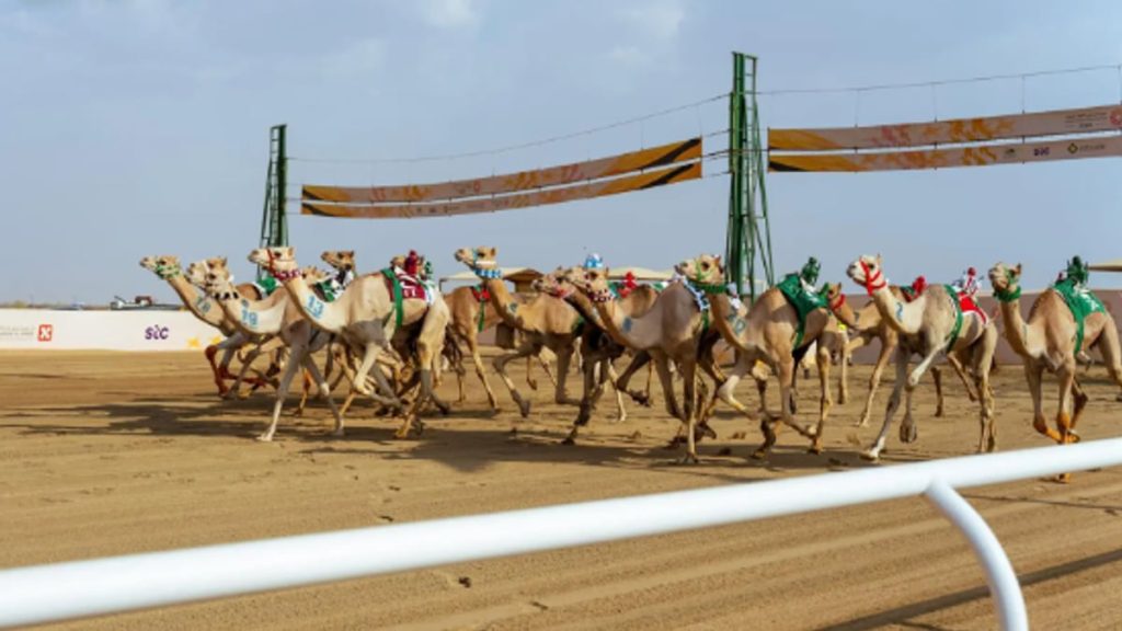 الهجن في مهرجان ولي العهد تتجاوز مسافة 14 ألف كيلومتر منذ انطلاق نسخته الأولى