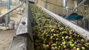 الحرب تجهض موسم الزيتون في غزة.. خسائر بنسبة 90% وسعر لتر واحد من الزيت يتجاوز 30 دولارا