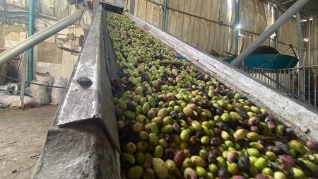 الحرب تجهض موسم الزيتون في غزة.. خسائر بنسبة 90% وسعر لتر واحد من الزيت يتجاوز 30 دولارا