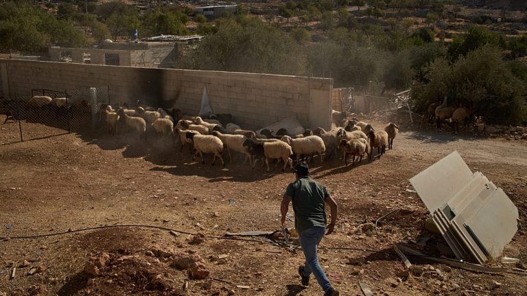قطعان الأغنام.. تحقيق يكشف كيف يستخدمها مستوطنون لتهجير الفلسطينيين في الضفة الغربية