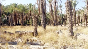 إعادة تأهيل المزارع المهملة: مهلة 60 يوماً من وزارة البيئة